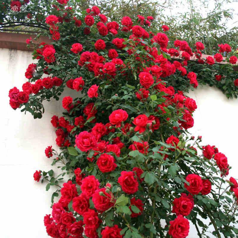 Tüplü Florantina Katmerli Kırmızı Sarmaşık Gül Fidanı