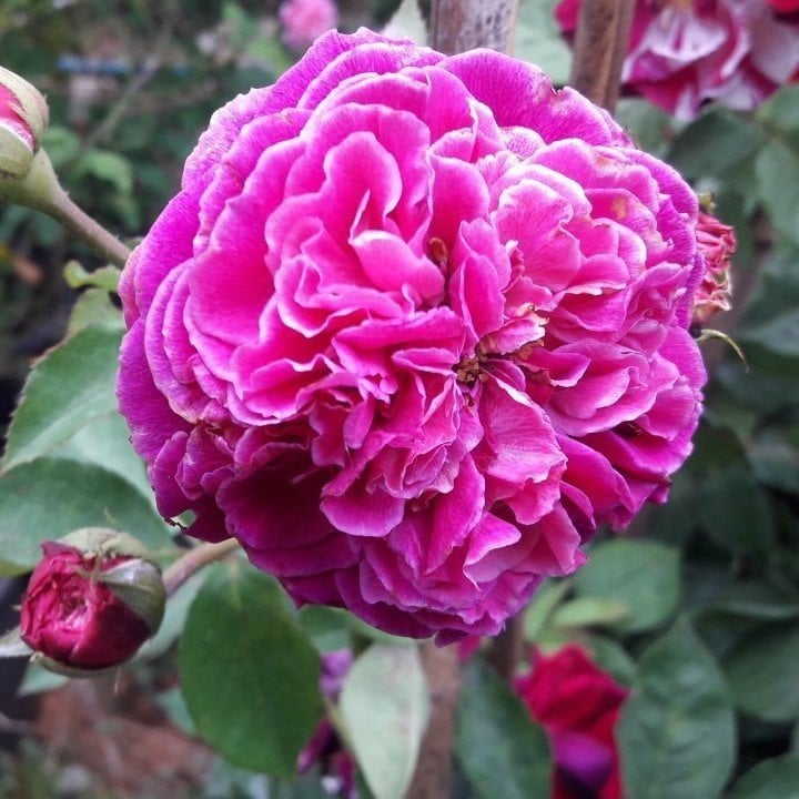 Tüplü Clove Rose Karanfil Yediveren Sarmaşık Gül Fidanı