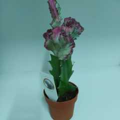Aşılı Özel Üretim Euphorbia Lactea Variegata Cristata Kaktüs