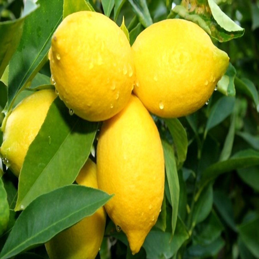 Tüplü Aşılı Yarı Bodur Yüksek Verimli Yediveren Limon Fidanı
