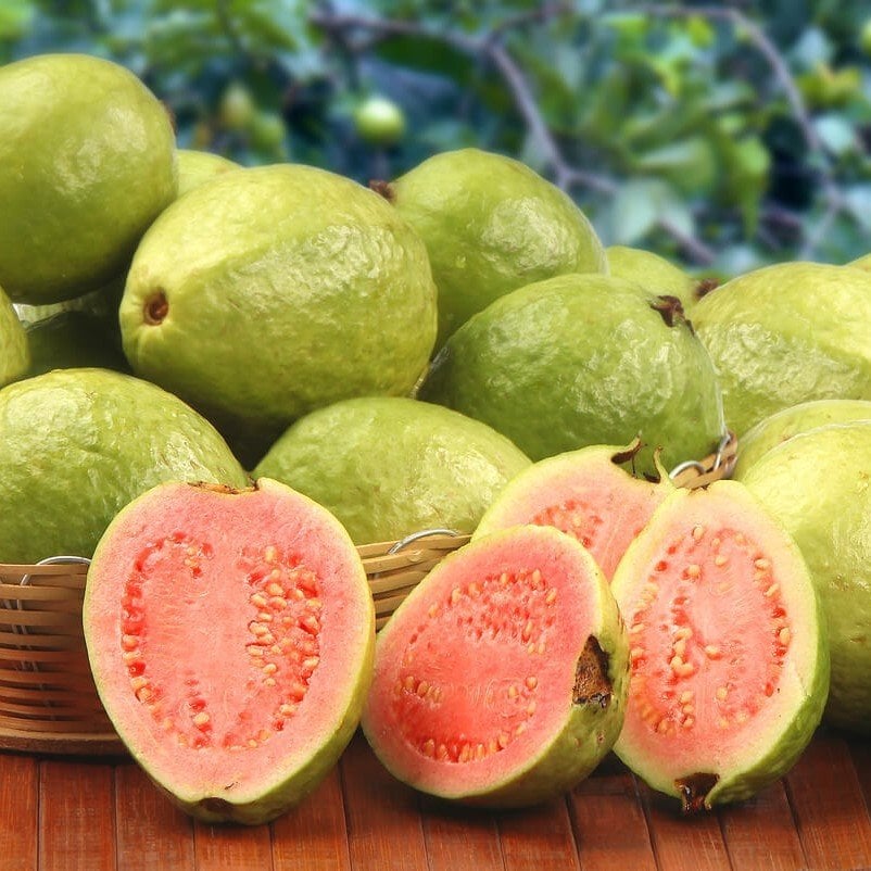Tüplü Kırmızı Guava (Red Super Fruit) Fidanı