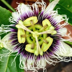 Tüplü Passiflora Edulis Maruçya Çarkıfelek Fidanı