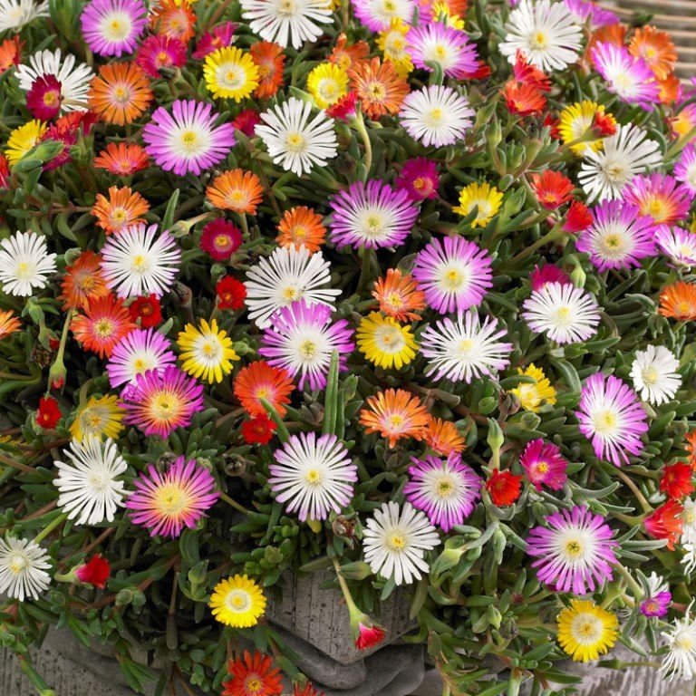 Karışık Renkli Buz Çiçeği Tohumu (40 tohum)