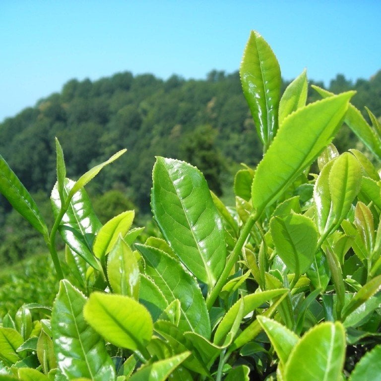 Tüplü Karadeniz Yeşil Çay Ağacı Fidanı