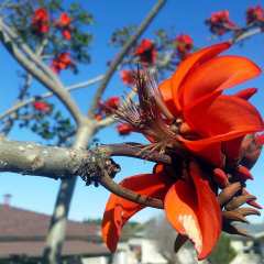 Erythrina Caffra Mercan Ağacı Tohumu (3 Tohum)