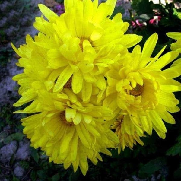 Dona Dayanıklı Pompon Sarı Aster Çiçeği Tohumu (50 tohum)