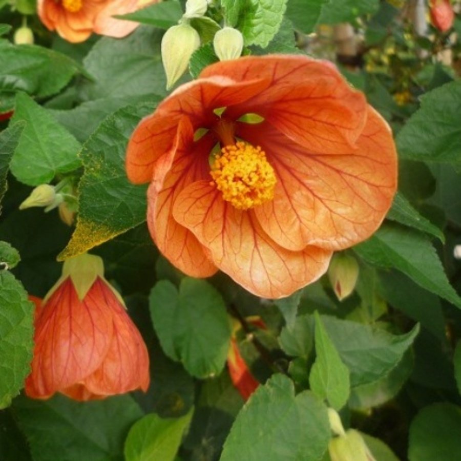 Tüplü Dev Somon Renkli Abutilon Çiçeği Bitkisi Fidanı