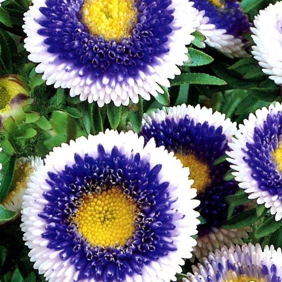 Pompon Hinomaru Karışık Renkli Aster Çiçeği Tohumu(50 tohum)