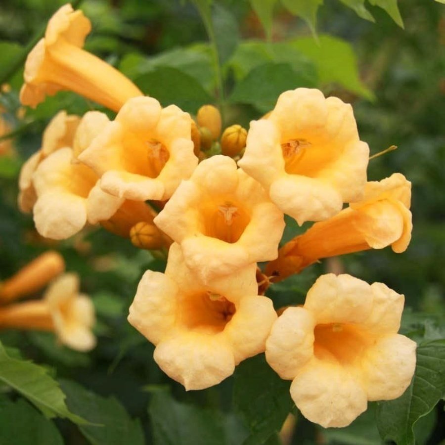 Tüplü Sarı Çiçekli Acem Borusu Bitkisi Fidanı