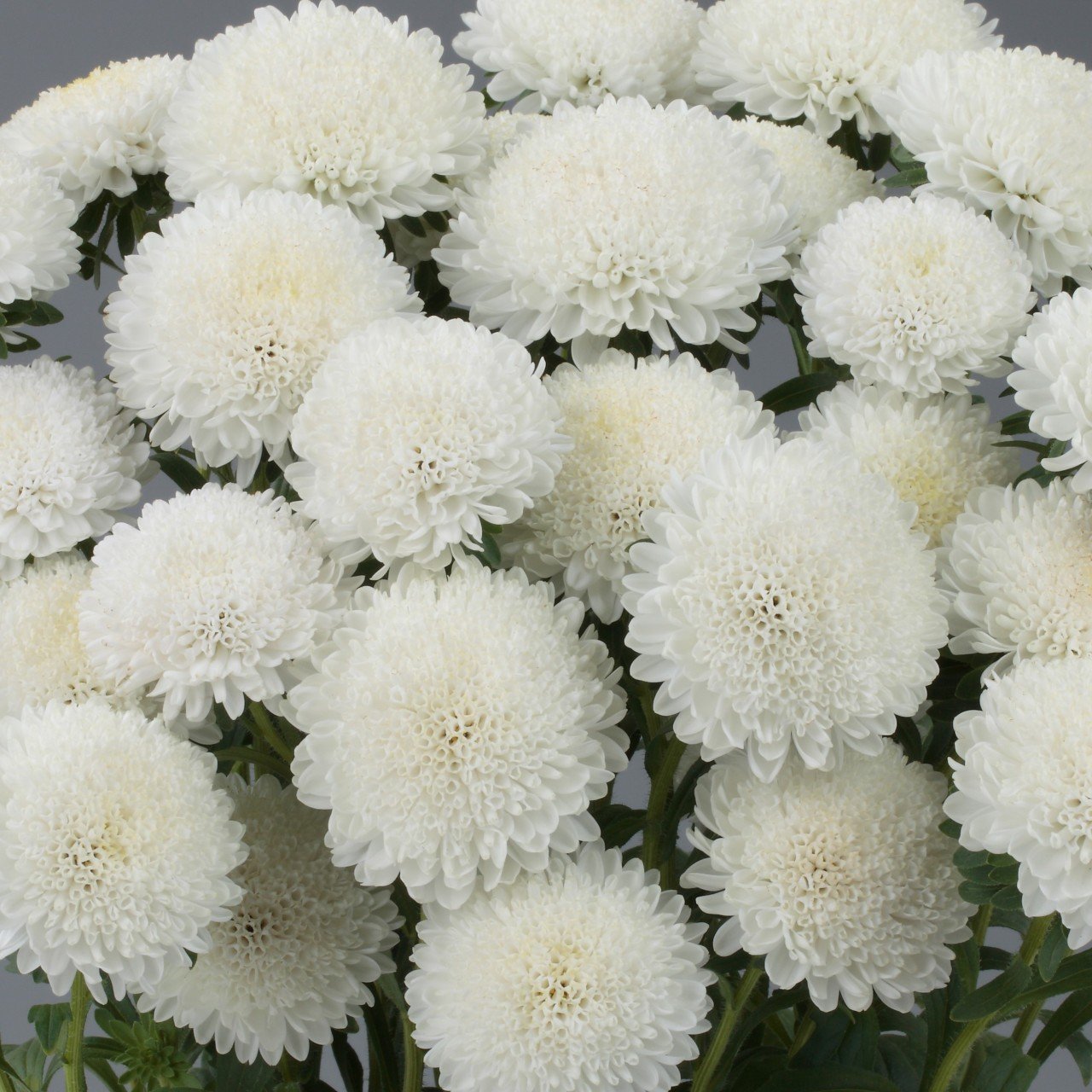 Ponpon White (Beyaz) Renkli Aster Çiçeği Tohumu (20 tohum)