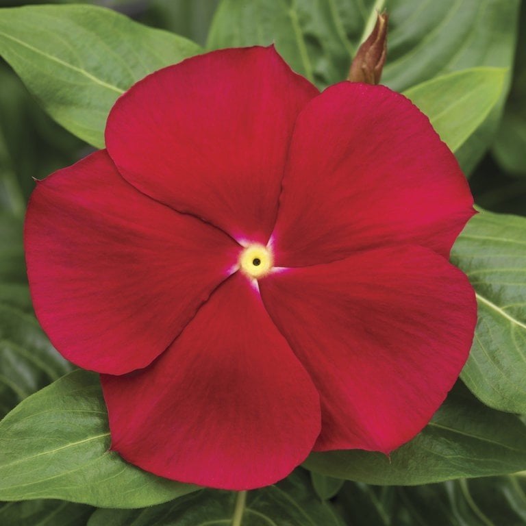 Deep Rose Vinca Rosea Rozet Çiçeği Tohumu (20 Tohum)