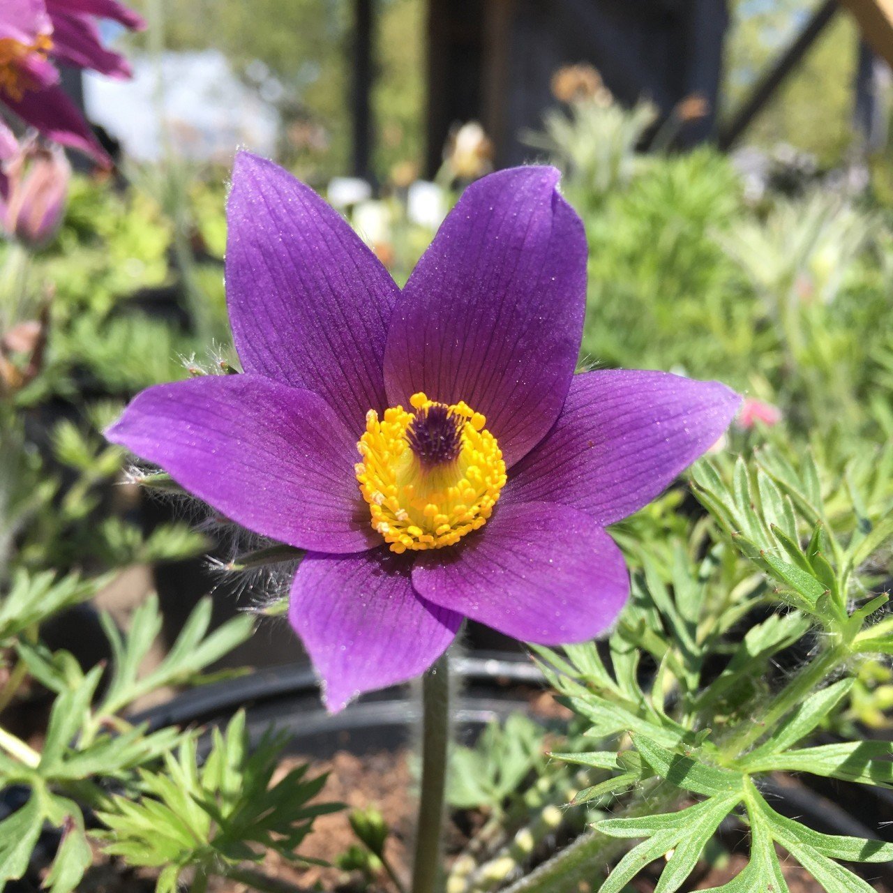 Violet Pulsatilla Vulgaris Dağ Lalesi Çiçeği Tohumu (5 tohum)