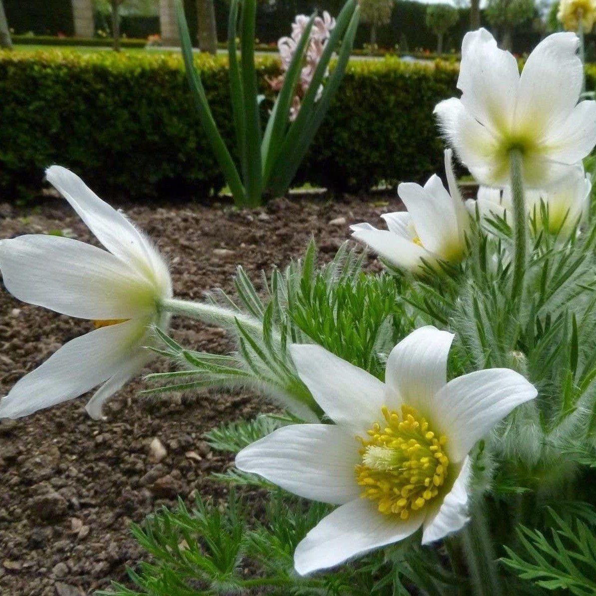 Beyaz Pulsatilla Vulgaris Dağ Lalesi Çiçeği Tohumu (5 tohum)