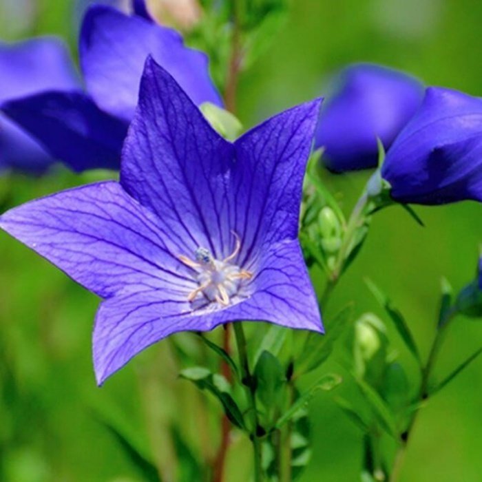 Mavi Renkli Platycodon Balon Çiçeği Tohumu(100 tohum)