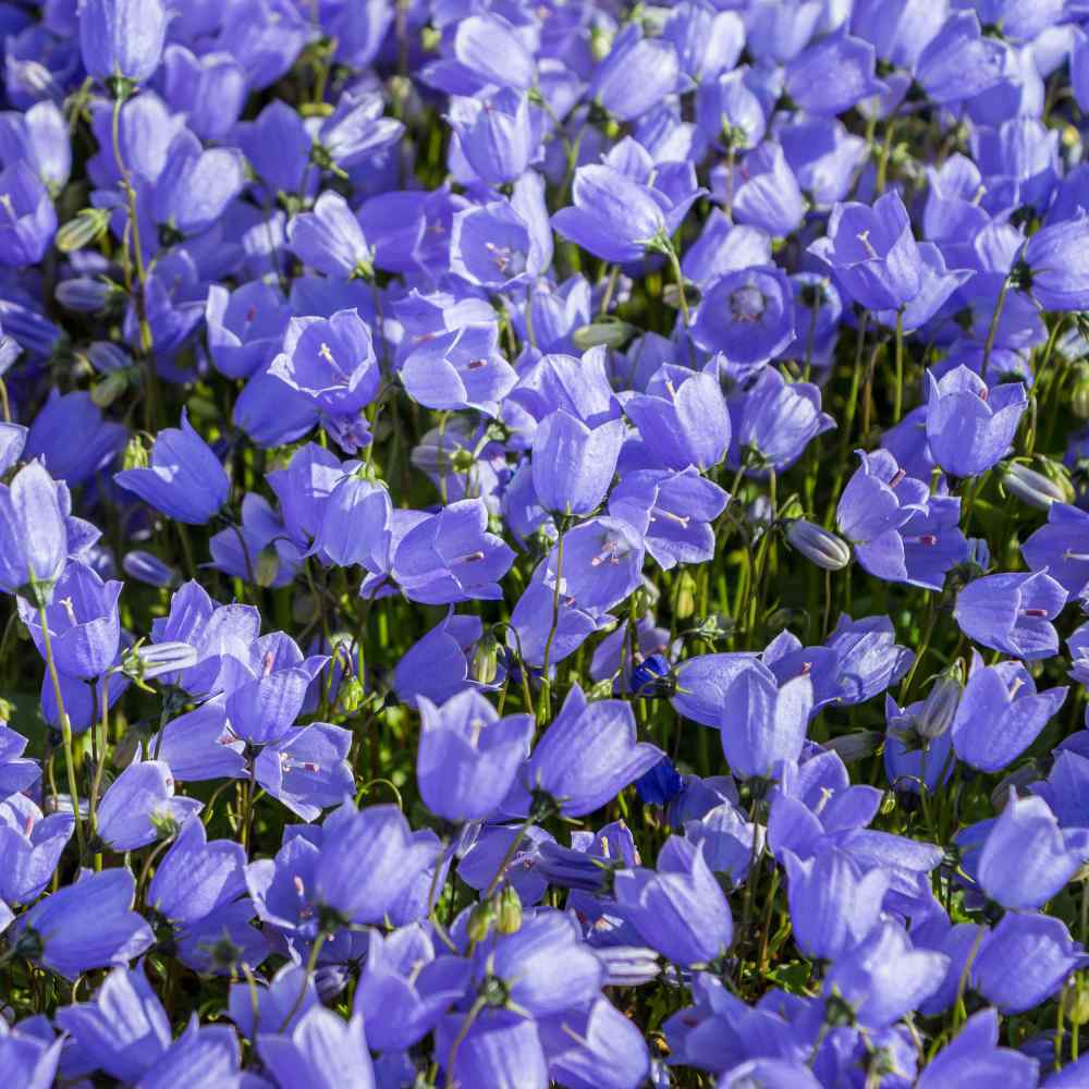Isabella Campanula Dark Blue Çan Çiçeği Tohumu (100 tohum)