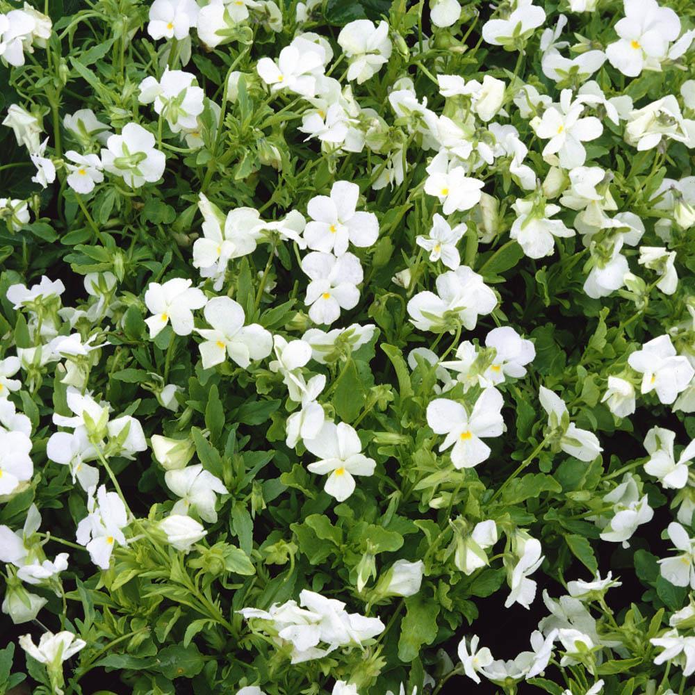 White Perfection Menekşe Çiçeği Tohumu (100 Tohum)