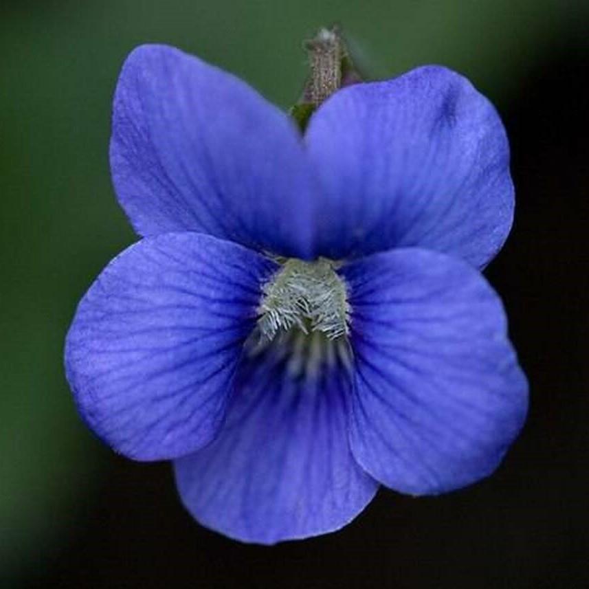Cornuta Blue Perfection Menekşe Çiçeği Tohumu (100 Tohum)