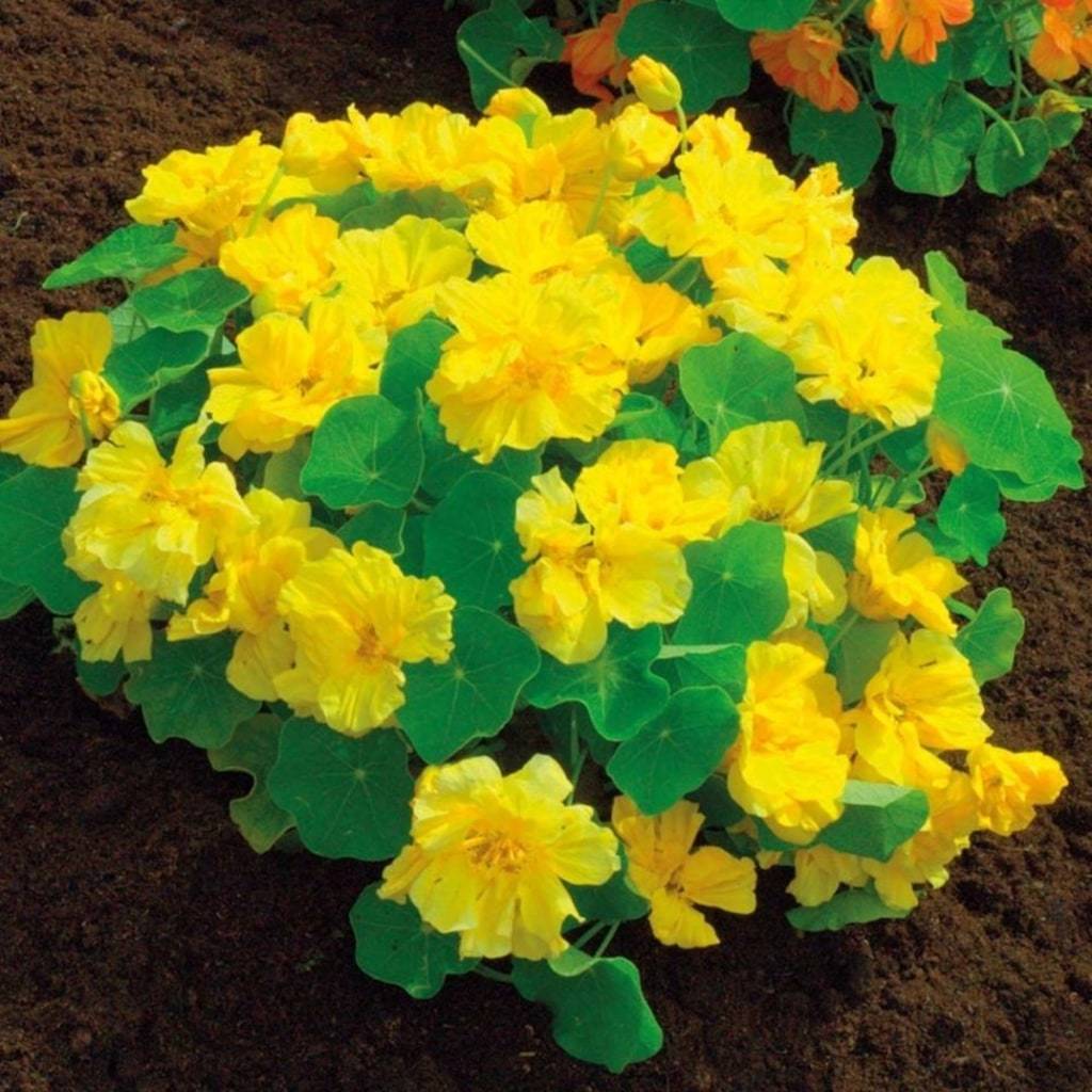 Sarı Renkli Latin Çiçeği Tohumu(10 tohum)