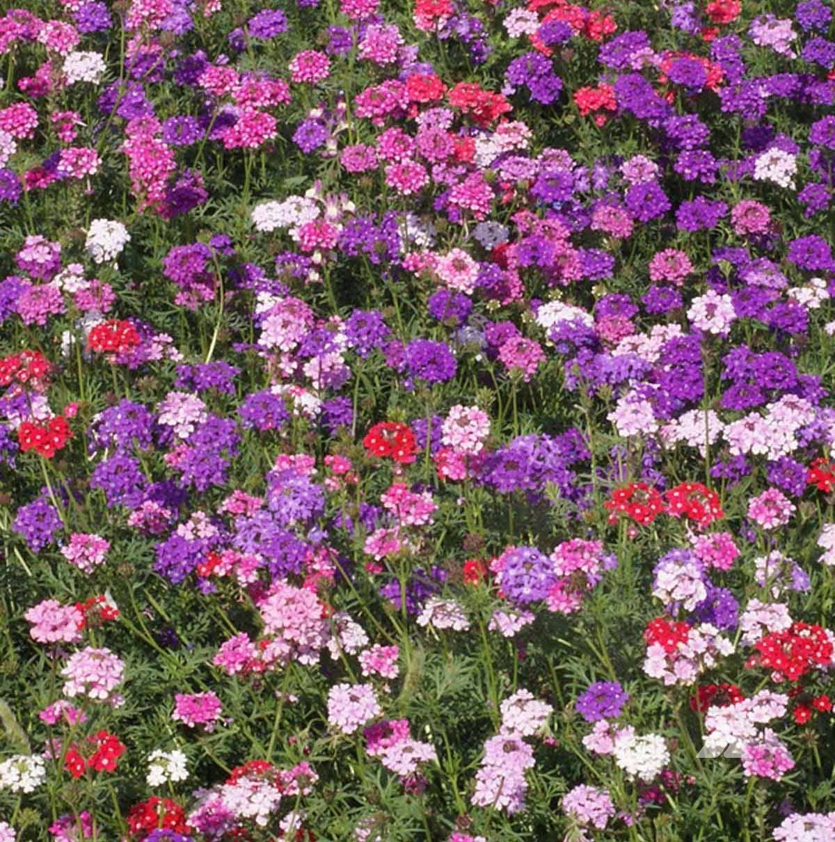 Karışık Renkli Yer Minesi (Verbena) Çiçeği Tohumu (100 tohum)