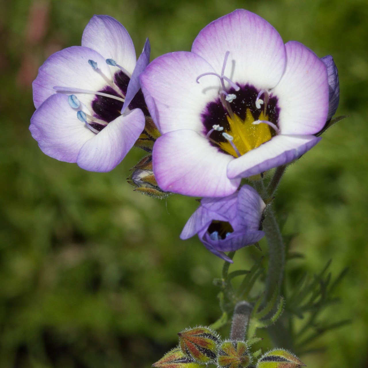 Üç Renkli Kuş Gözü Gilia (Gilya) Çiçeği Tohumu(100 tohum)
