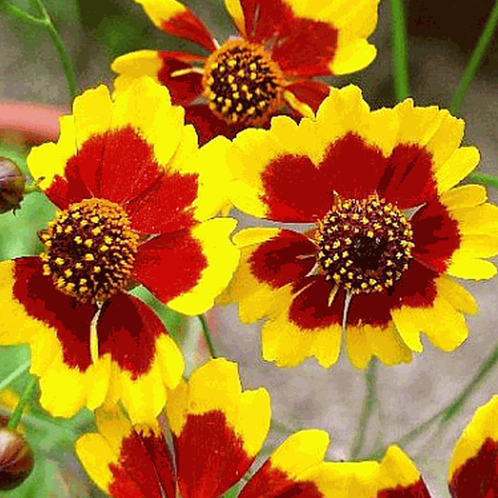 Kız Gözü Coreopsis Çiçeği Tohumu(100 tohum)