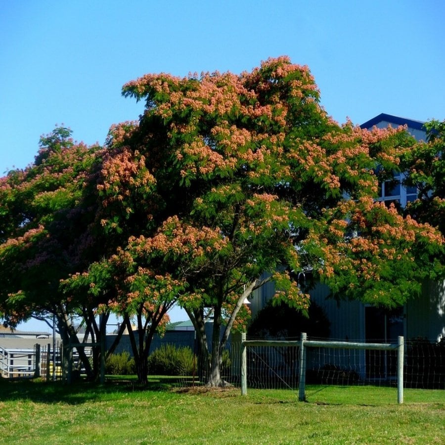 Tüplü Gülibrişim İpek Ağacı Fidanı-(30-55 cm)