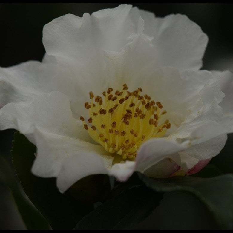 İnci Beyazı Gelincik Çiçeği Tohumu(100 tohum)