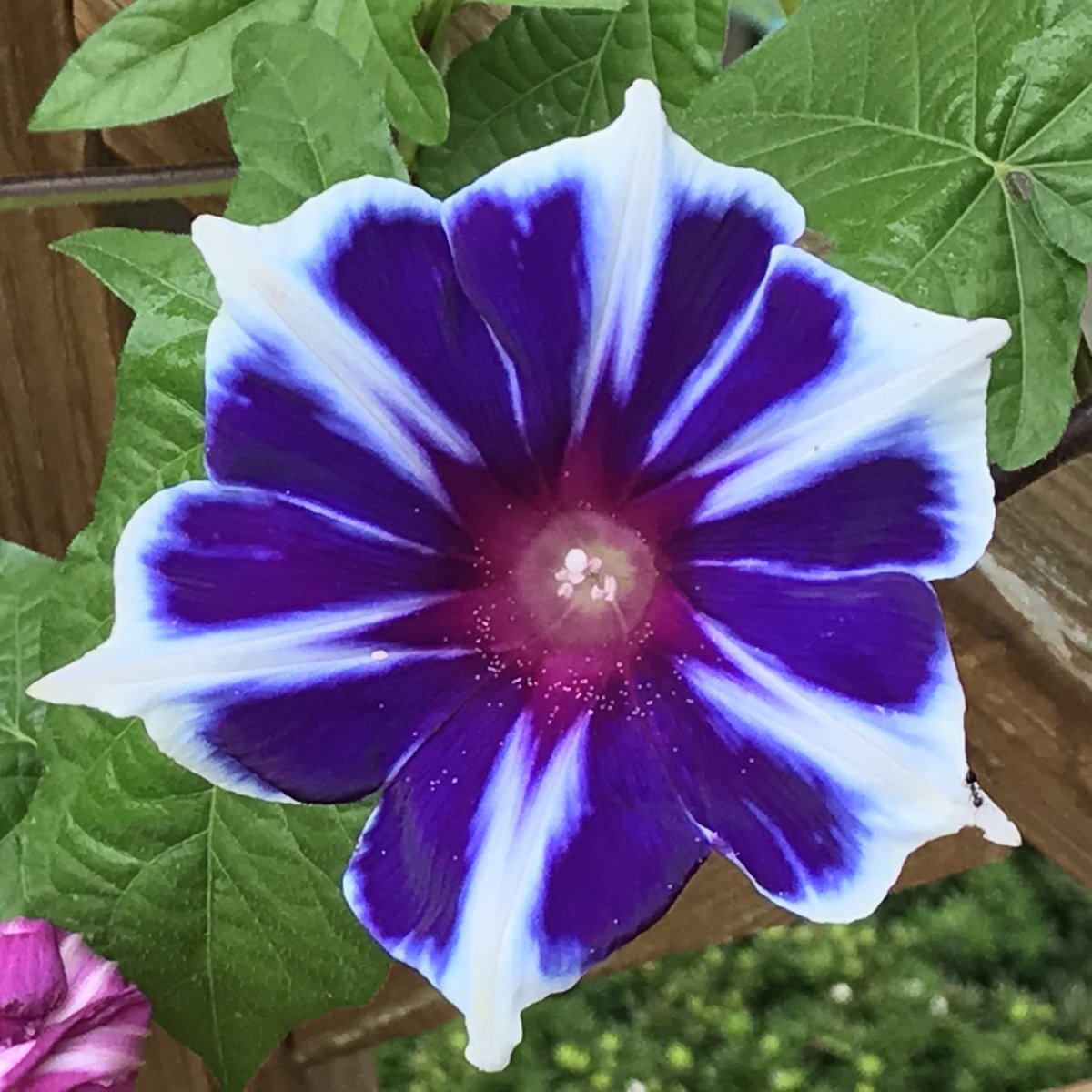 İri Çiçekli İpomea Blue Picotee Japon Gündüz Sefası Çiçeği(5 tohum)