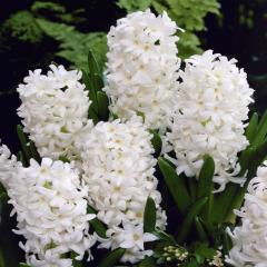 Kokulu White Pallas Beyaz Renkli İthal Sümbül Soğanı (3 adet)
