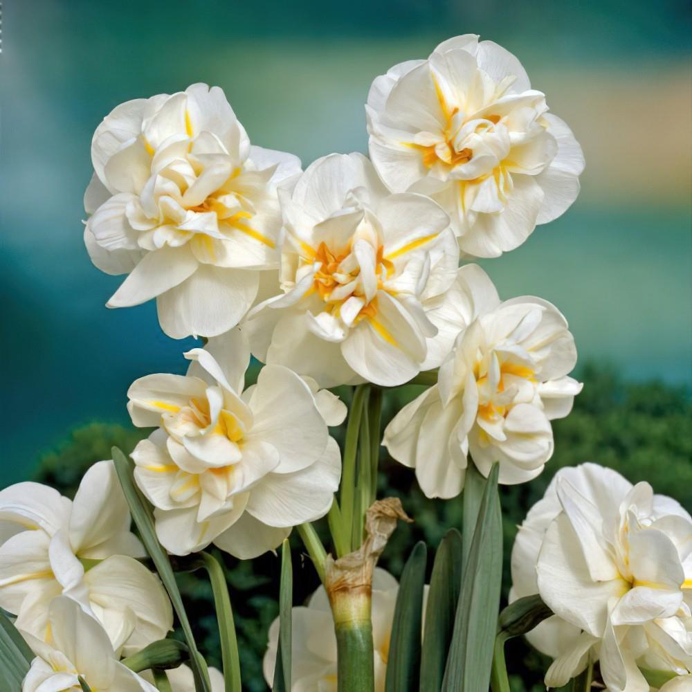 Kokulu Sir Winston Churchill Nergis Çiçeği Soğanı (5 Adet)