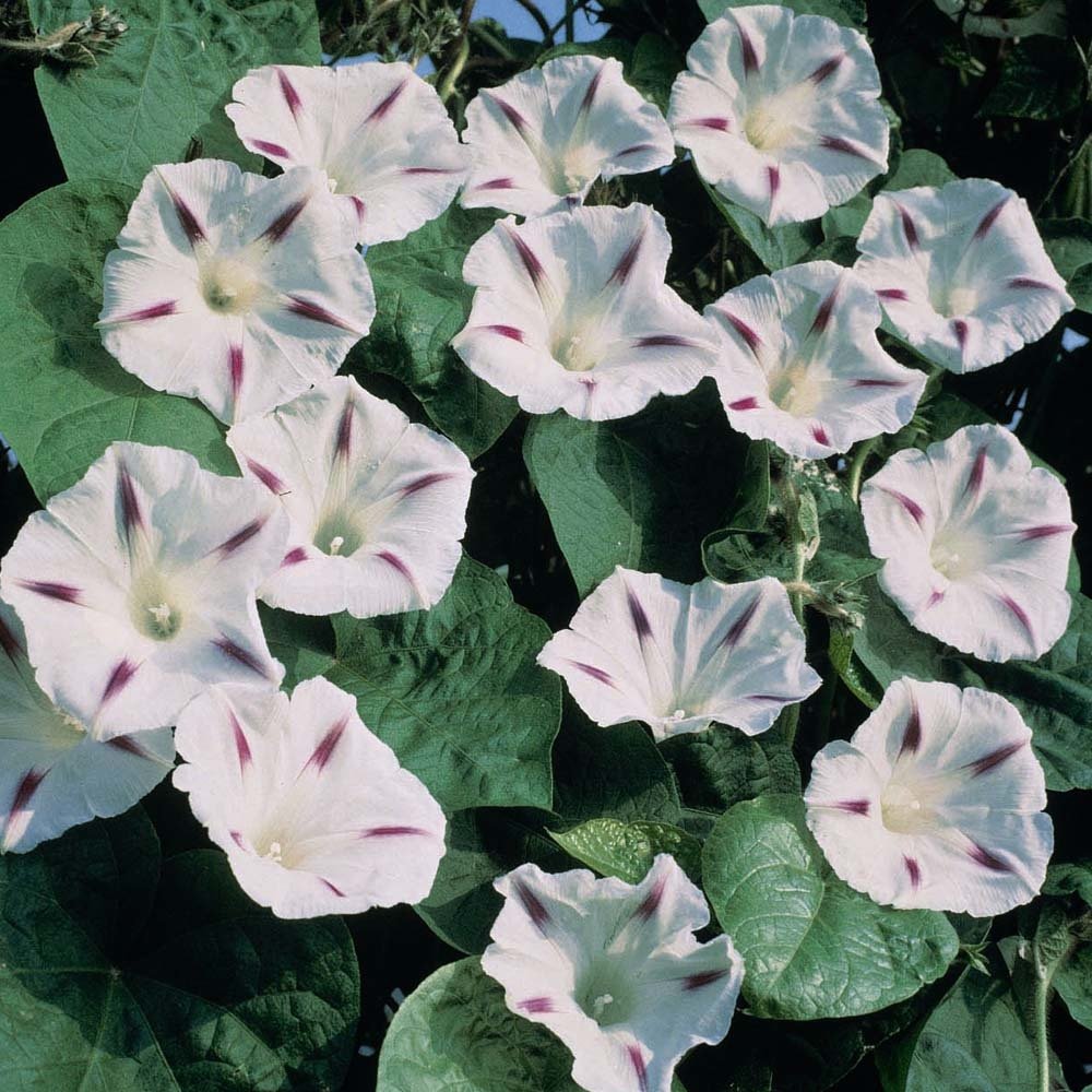 Seta Beyaz Benekli Gündüz Sefası Çiçeği Tohumu(10 tohum)