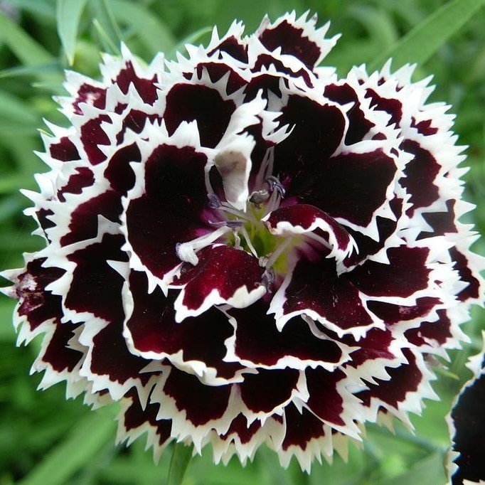 Dianthus Heddewigii Siyah Beyaz Karanfil Tohumu(100 adet)