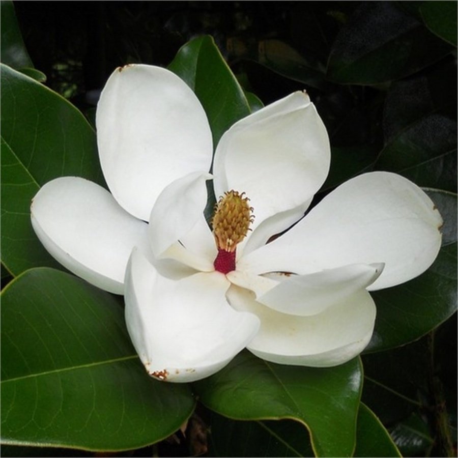 Tüplü Beyaz Çiçekli Manolya Fidanı