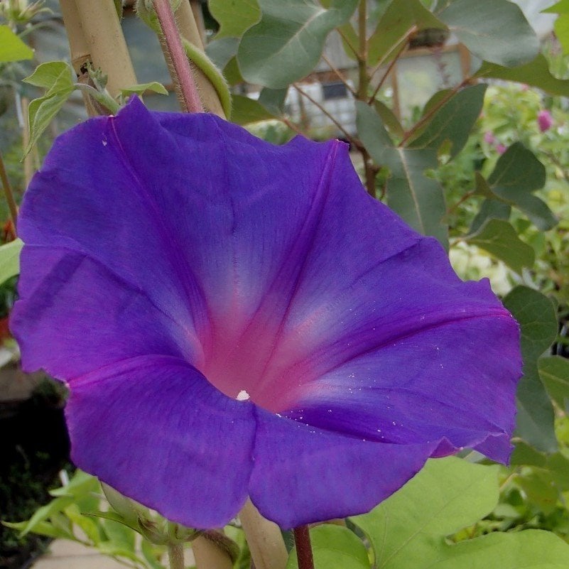 Grandpa Ott Mavi Gündüz Sefası Çiçeği Tohumu(10 tohum)