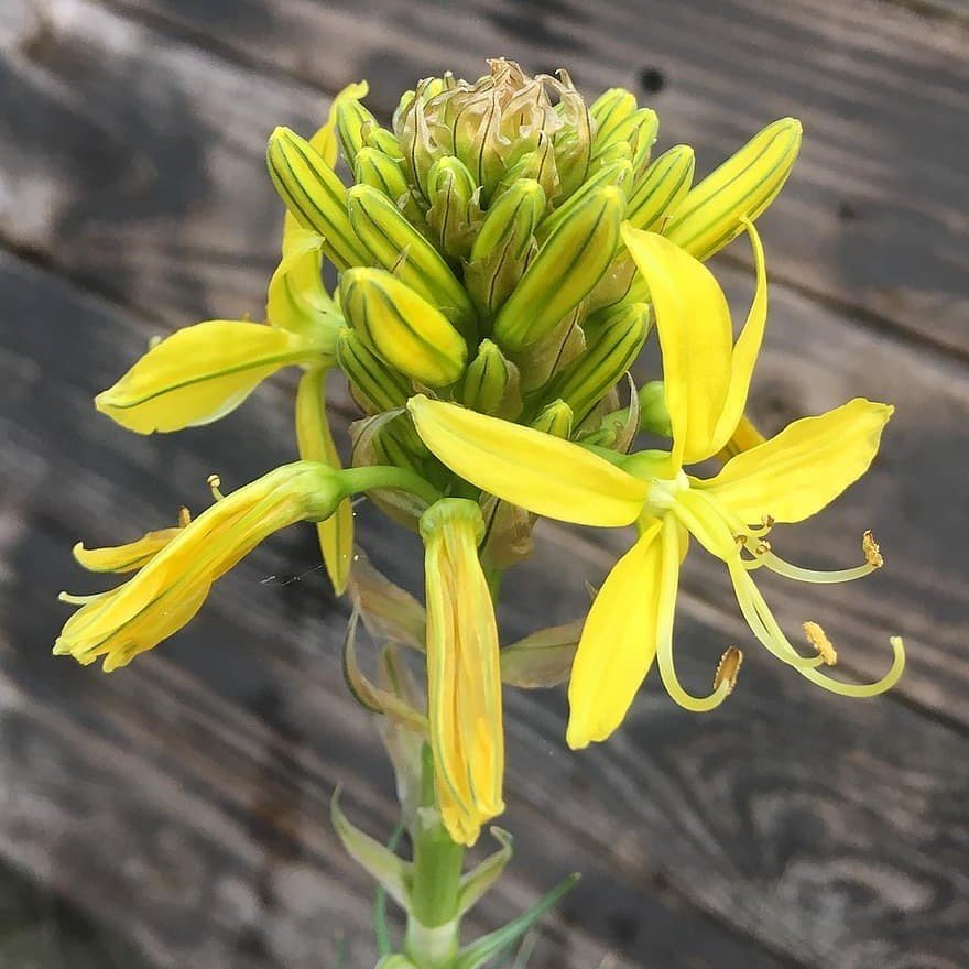 Sarı Kestere Çiçeği Tohumu (20 tohum)