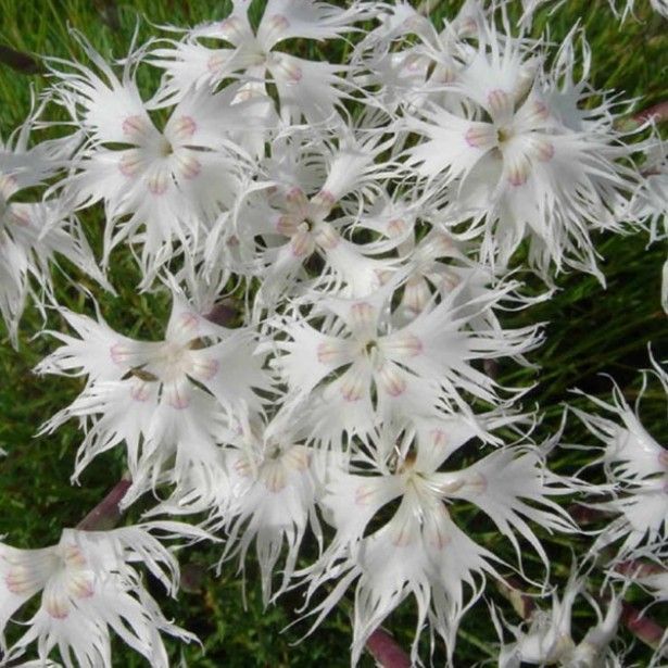 Beyaz Renkli Bol Kokulu Karanfil Çiçeği Tohumu(100 adet)