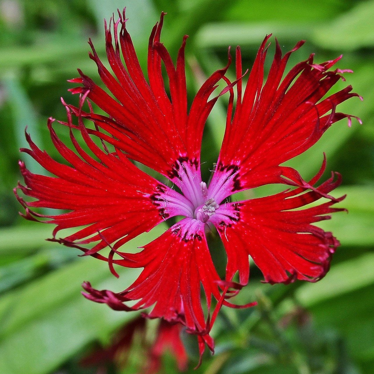 Kırmızı Renkli Bol Kokulu Karanfil Çiçeği Tohumu(100 adet)