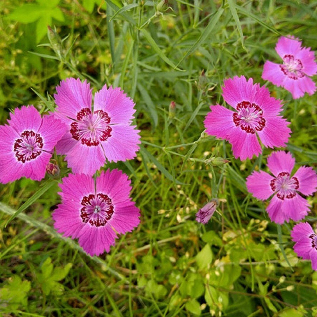Dianthus Kır Pembesi Çiçeği Tohumu(50 adet)