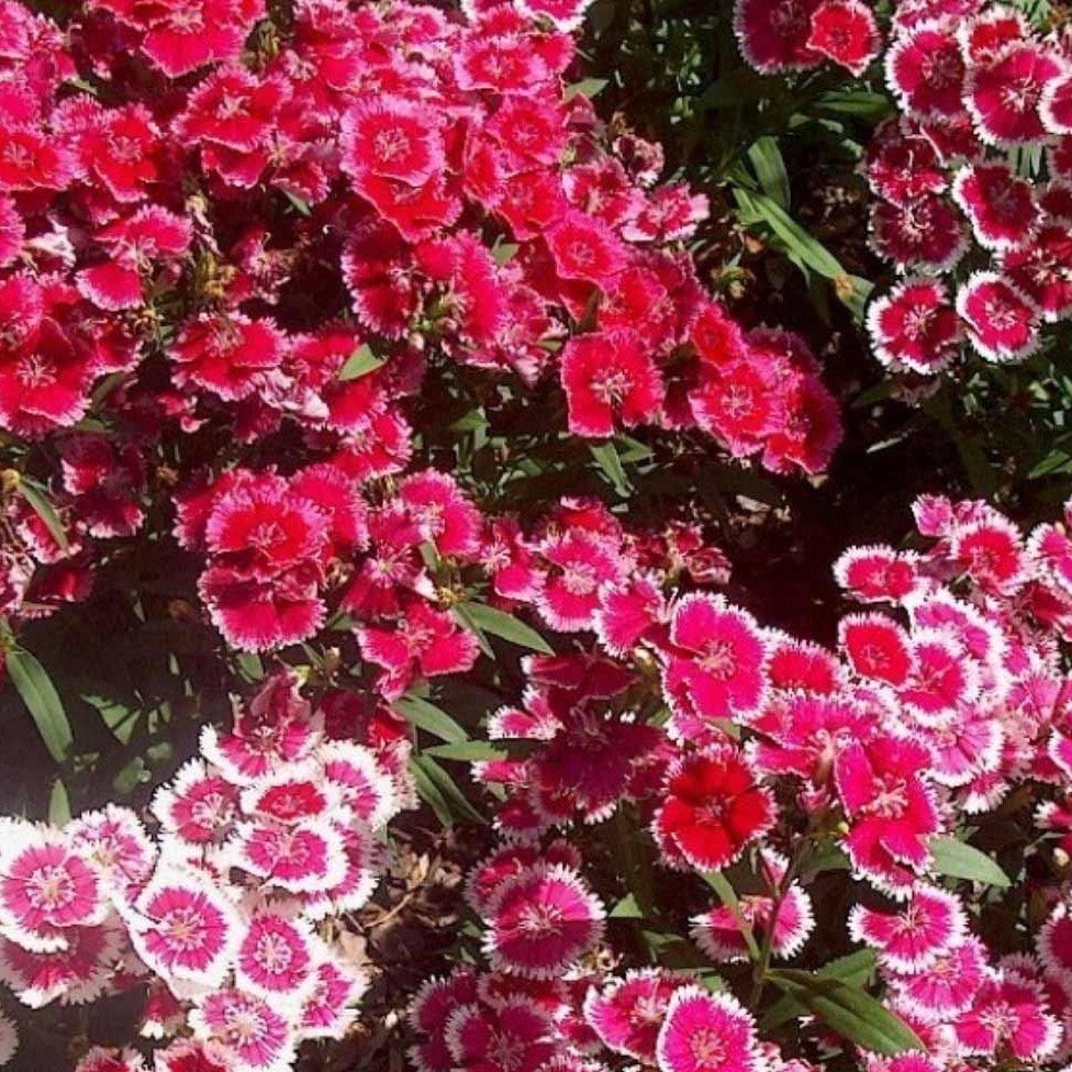 Karışık Renkli Bodur Çin Karanfili Çiçeği Tohumu (450 tohum)
