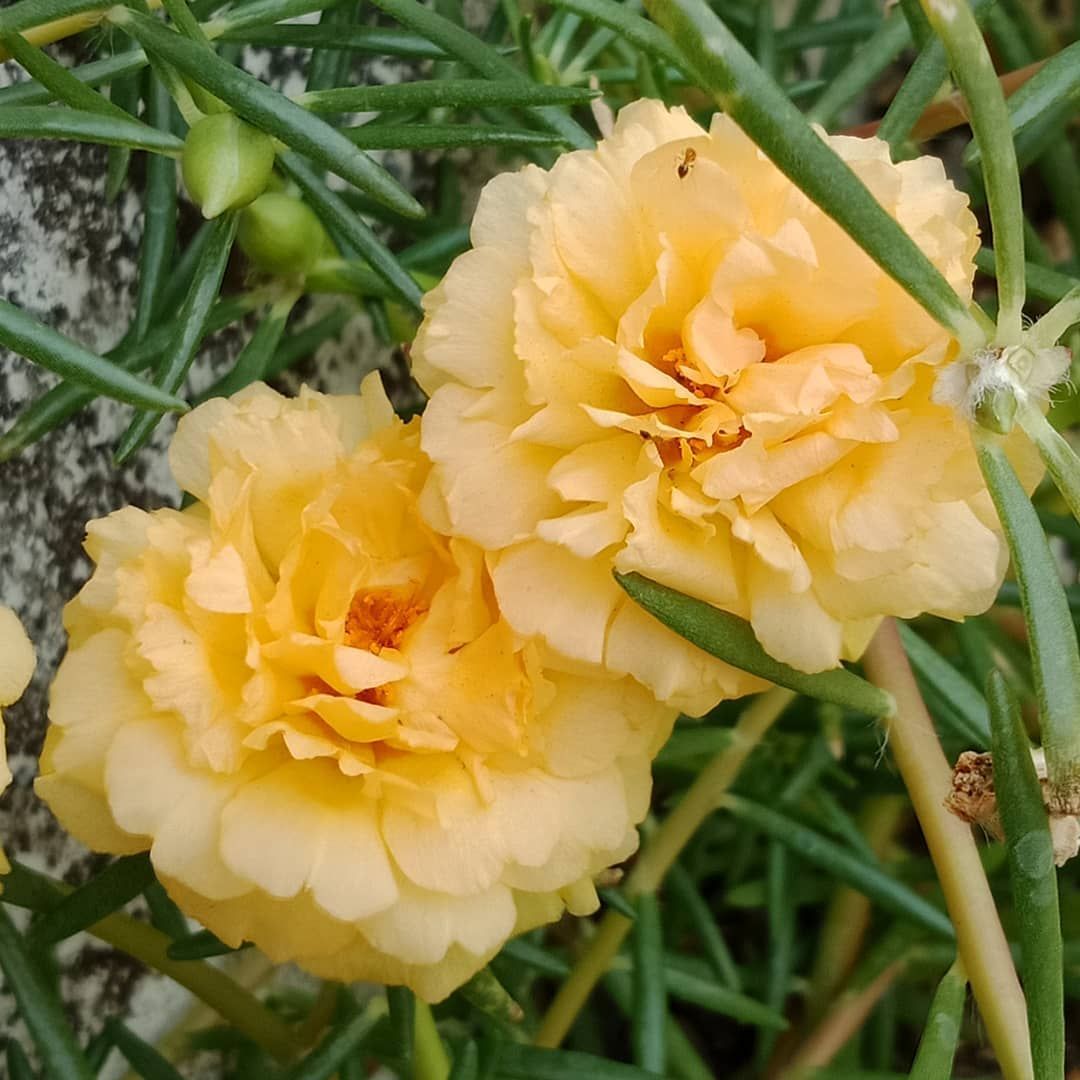Küçük Sarı Karanfil Çiçeği Tohumu (50 tohum)