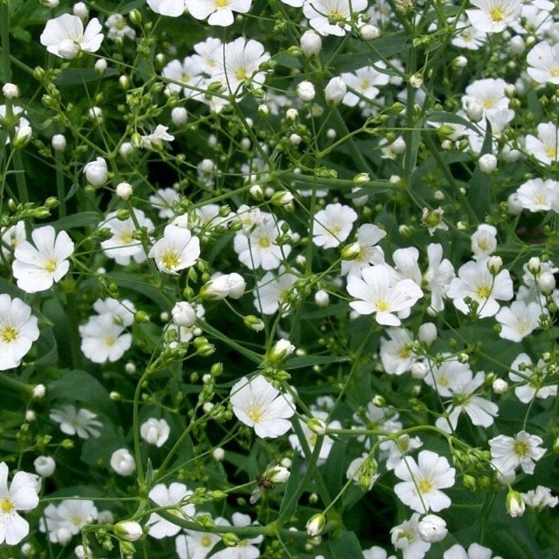 Collomia grandiflora Beyaz Çiçekli Floks Çiçeği(200 tohum)