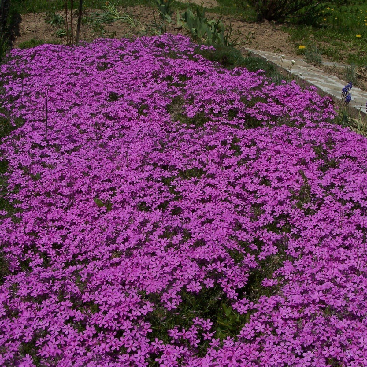 Eflatun Renk Graden Floks Çiçeği Tohumu(5 tohum)