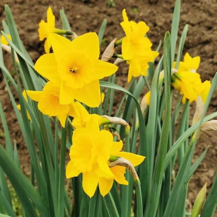 Rosemoor Gold Nadir Tür Sarı Renkli Nergis Çiçeği Soğanı (3 Adet)