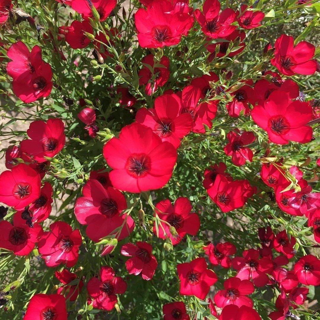 Kırmızı Floks Çiçeği Tohumu(100 tohum)