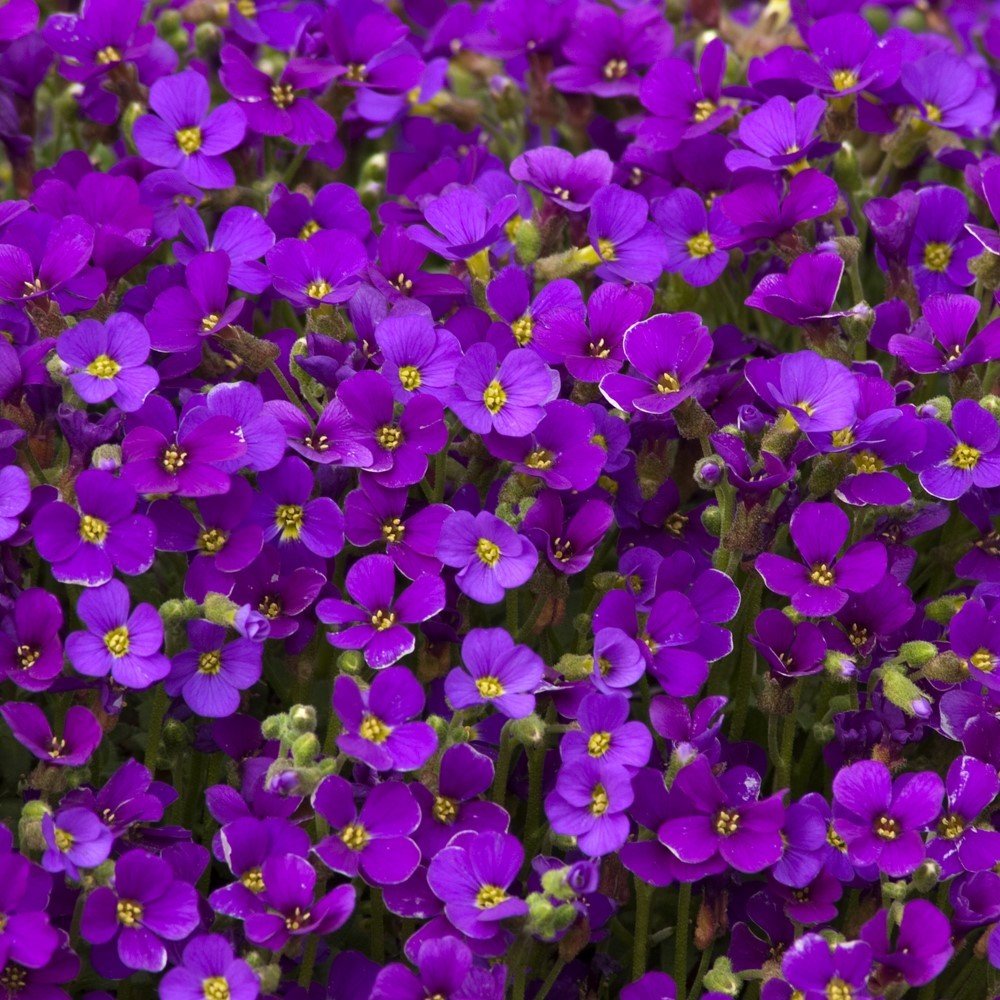 Nadir Lila Renkli Royal Floks Çiçeği Tohumu(10 tohum)