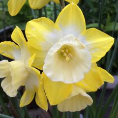 Sarı - Beyaz Renkli HillStar Özel Nergis Çiçeği Soğanı (3 Adet)
