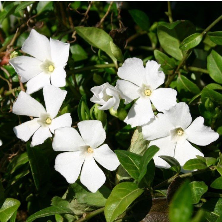 Saksılık Wallerine Beyaz Bodur Cam Güzeli Çiçeği Tohumu(20 tohum)