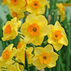 Cornish Dawn Özel Çeşit Kokulu Nergis Çiçeği Soğanı (3 Adet)