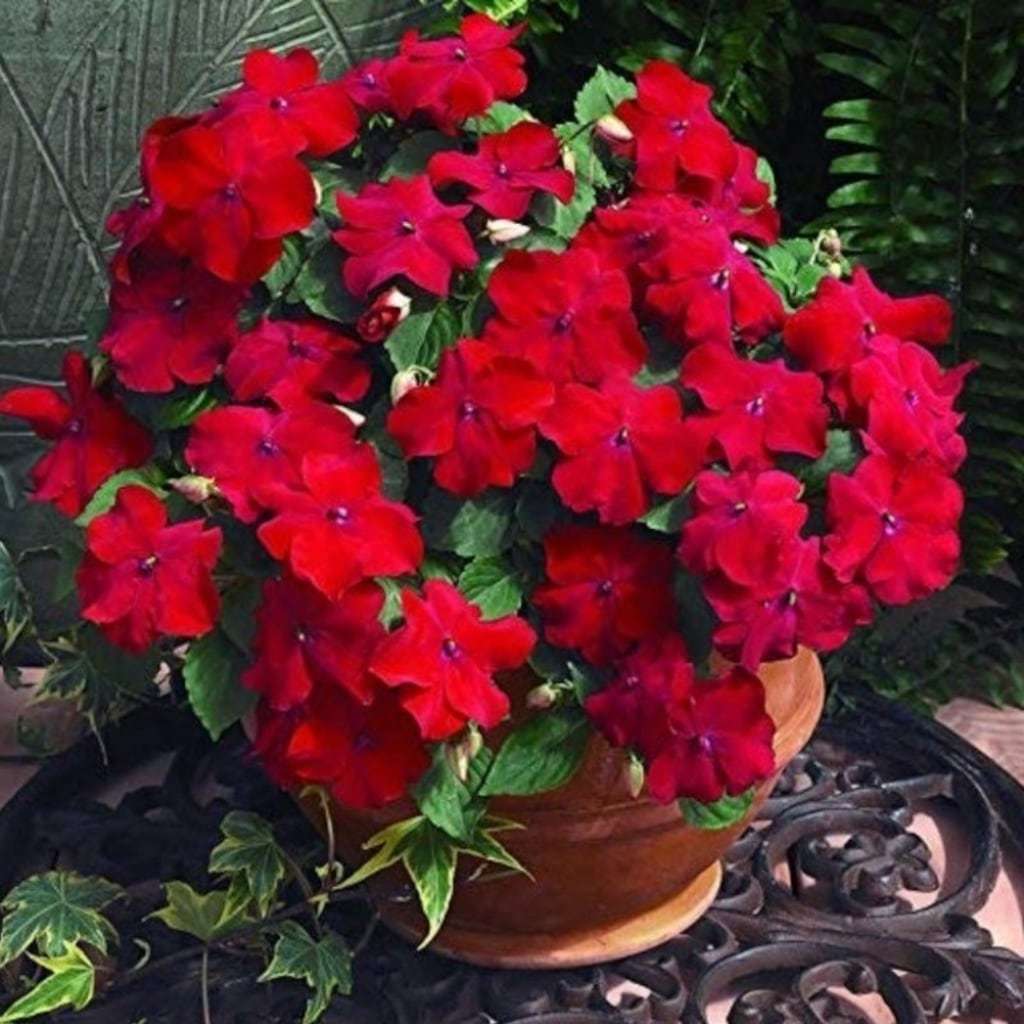 Saksılık Kırmızı Renkli Bodur Cam Güzeli Çiçeği Tohumu(20 tohum)