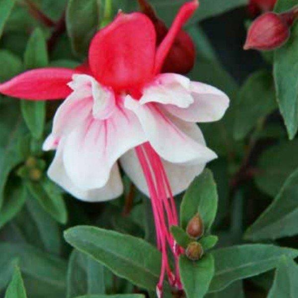 Leonita Double Red White Küpe Çiçeği Fidesi (9 Cm'lik Saksıda)